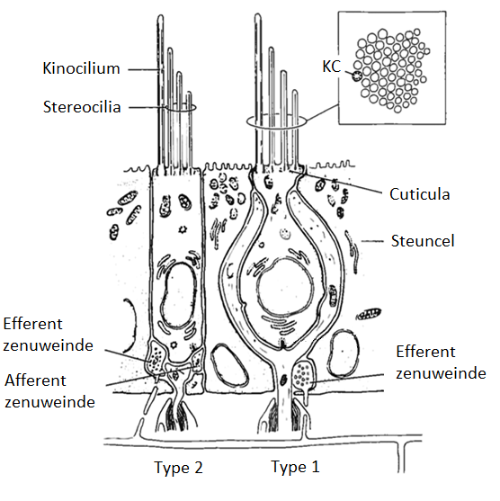 receptorcellen